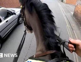 Mounted police ride after driver holding his phone