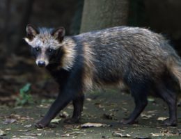 Not a Joke: “New Evidence” that Was Actually Obtained in Early 2020 Suggests “Raccoon Dogs” Responsible for COVID-19