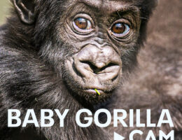 7th Sep: Baby Gorilla Cam (2023), 4 Episodes [TV-PG] (6/10)