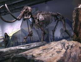Hong Kong gets real-life taste of Jurassic Park with new exhibition featuring dinosaur remains and complete woolly mammoth skeleton