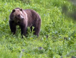 Montana Hunter Runs Afoul of Grizzly Bear