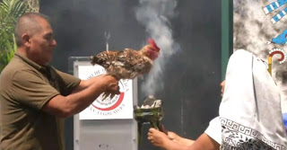 A Chicken Is Sacrificed In The Senate; Sanction Announced For Legislator Who Promoted Ritual